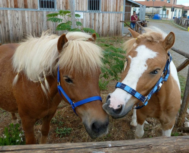 algunos de nuestros caballos 