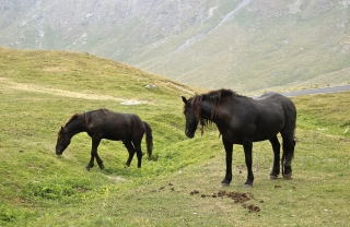 Pbaños a caballo (2 horas), Premosello Chiovenda