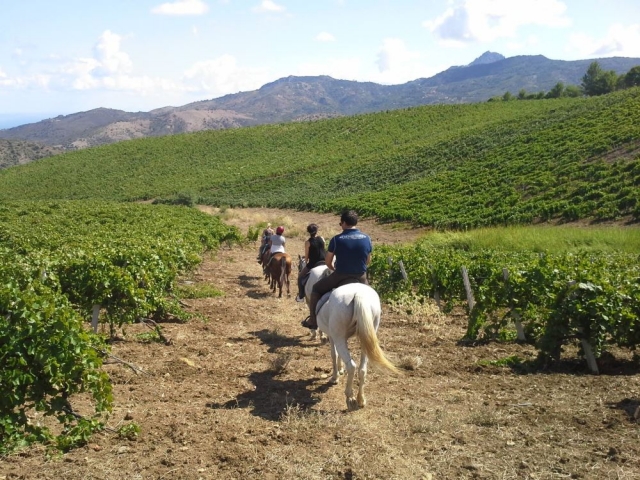 inmerso en los viñedos