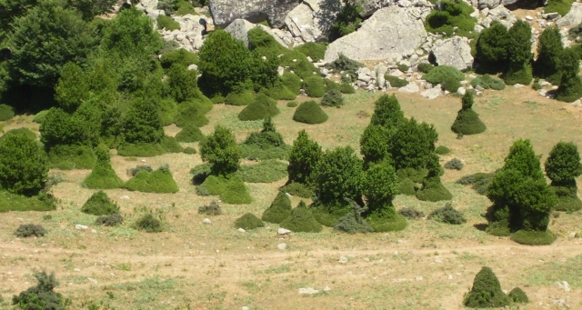  La extensión verde del encaje