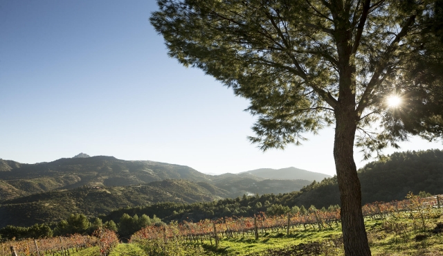 Hectáreas y hectáreas de viñedos