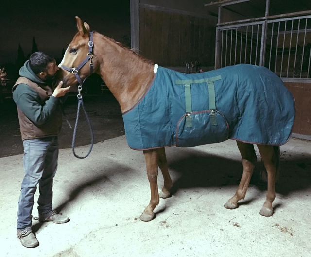 nuestros hermosos caballos le esperan 