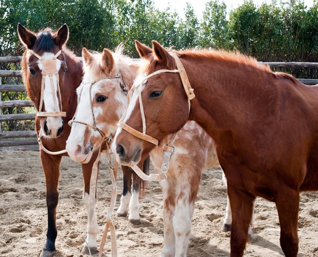  venga a conocer nuestros hermosos caballos 