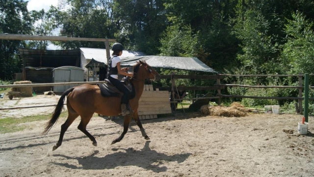  el caballo se convertirá en su mejor cuale 