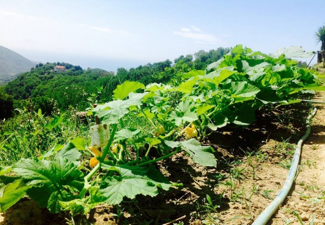 Verduras frescas 