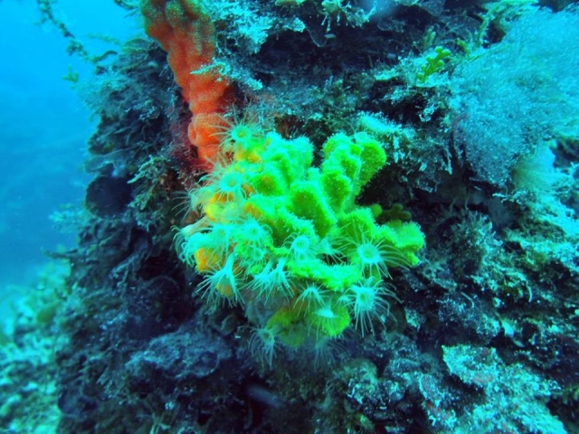 Los colores del fondo marino