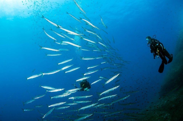 Los habitantes del mar