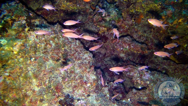 Nuestros amigos peces