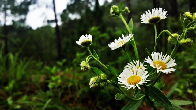 la naturaleza 