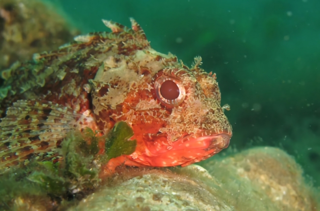 Animales de las profundidades