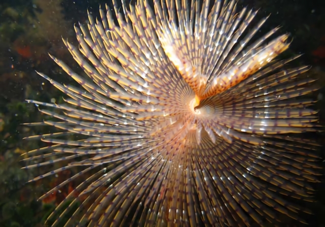 Naturaleza bajo el agua