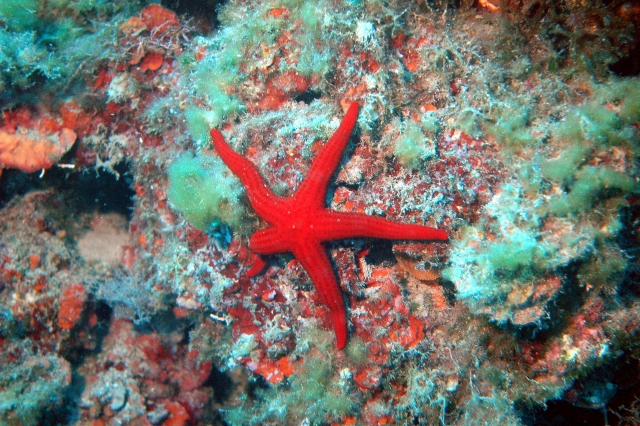 Una estrella de mar