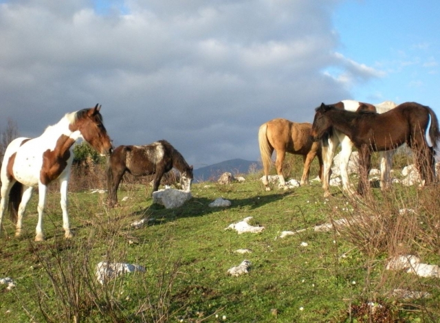  Excursión a caballo cerca de Salerno 