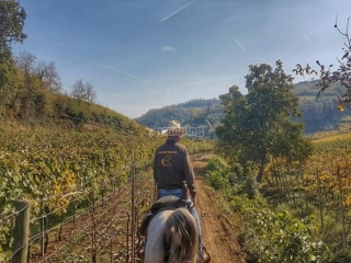 Excursión de medio día a caballo en Verona con almuerzo.