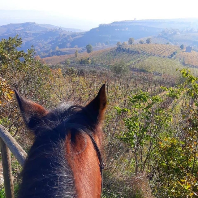 Caminando por el campo