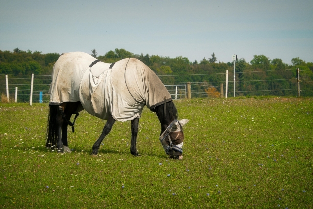  Nuestros caballos en libertad