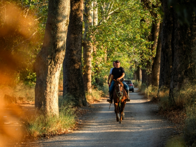 Excursión de medio día a caballo a Verona con almuerzo.