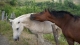 Cabalgatas Trentino-Alto Adigio