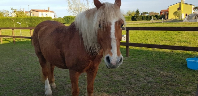  Un caballo muy dulce