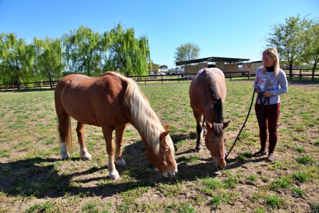  Los caballos en nuestras picaderos 