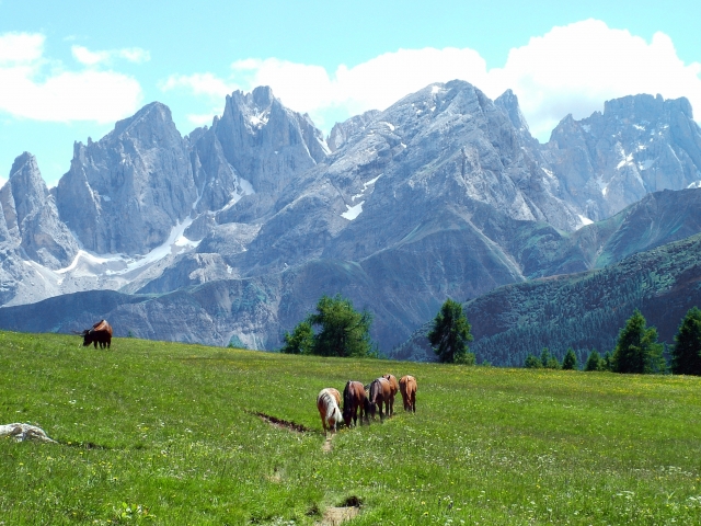  Caballos en libertad