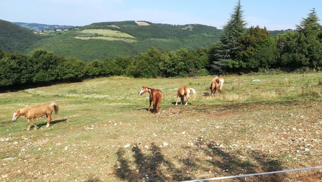 Las colinas del Véneto 