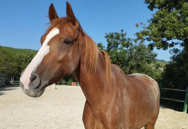  Pbaños a caballo en Lessina 