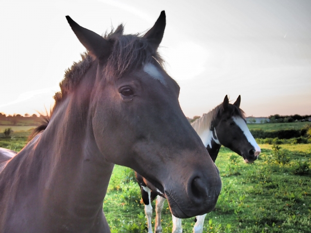  Nuestros caballos le esperan 