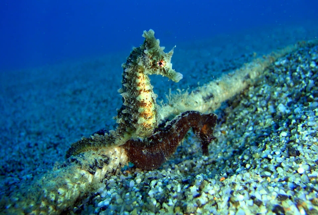  Criaturas del fondo marino 