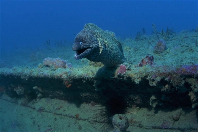  Maravillas submarinas