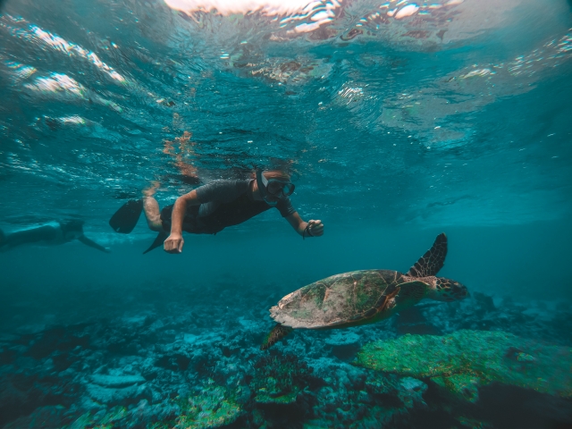  animales marinos