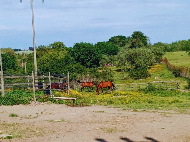  Nuestros caballos en el verdor 