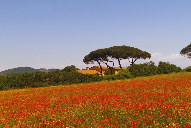  Nuestros campos floridos 