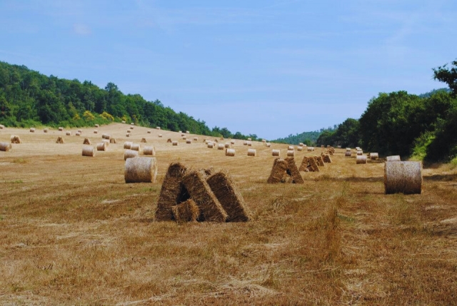  Nuestros campos 