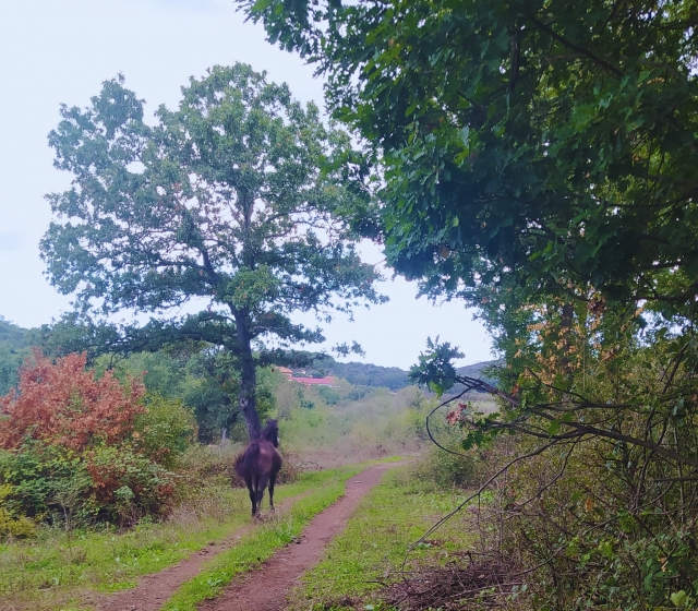 Rodeado de vegetación 
