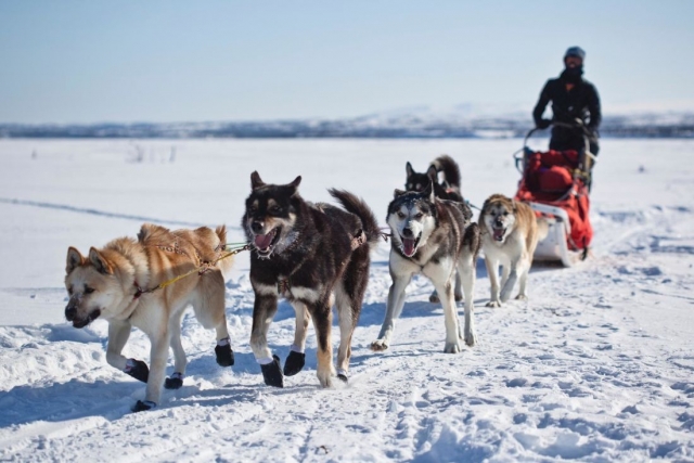  Sleddog 