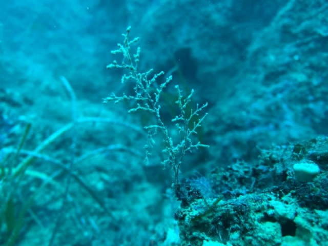  El fondo marino de la Costa del Cilento 