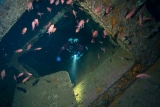 Buceo nocturno certificado en la zona de Argentario 8 horas