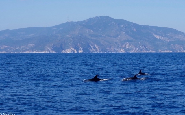  avistamiento de delfines 
