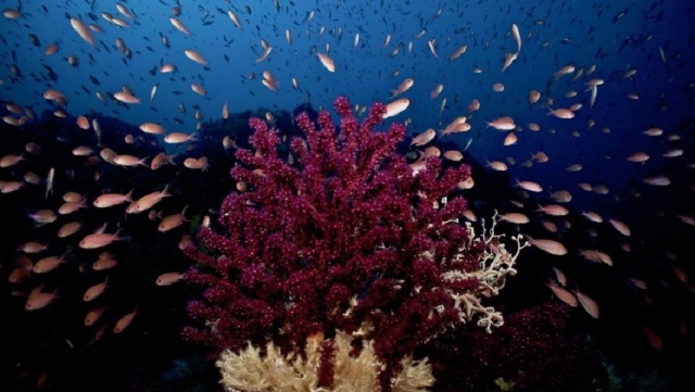  Peces y corales