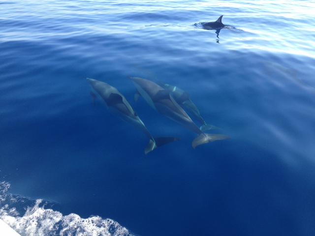 delfines en el mar de Sicilia 