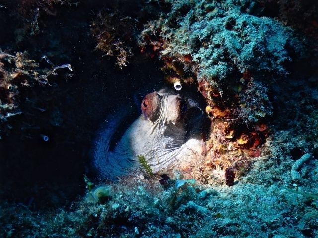  el fondo marino 