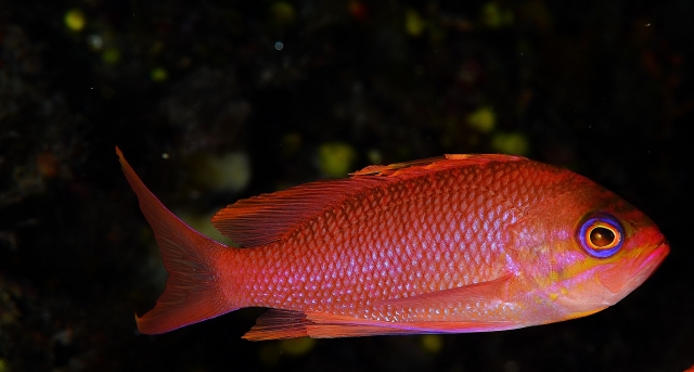 Anthias 