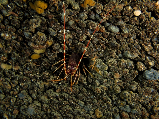  Langosta 