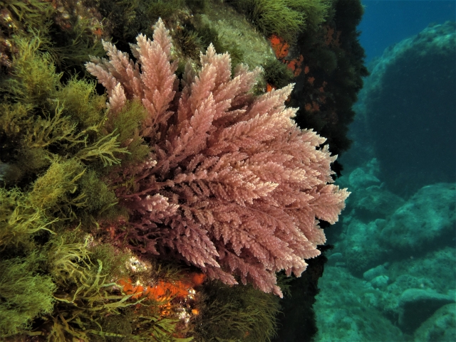  Gorgonia 