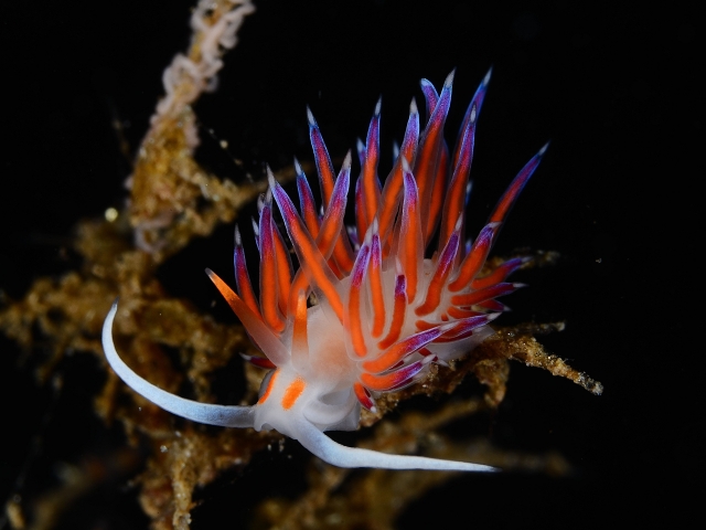  Nudibranquio 