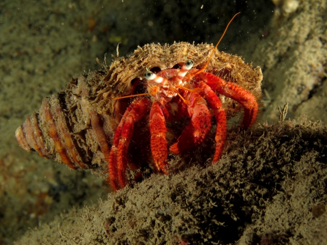  Cangrejo ermitaño 