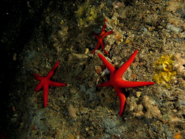  Estrella de mar 