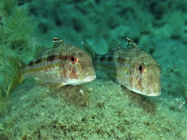  Salmonetes 