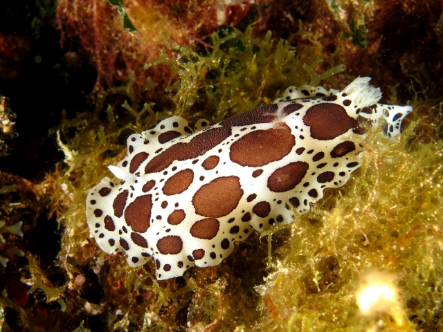  Vacarella de mar 